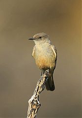 Say's Phoebe